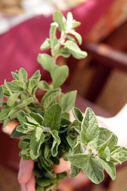 za'atar herb - fresh