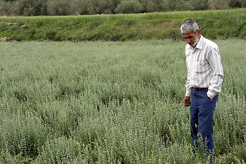 Abu in za'atar field