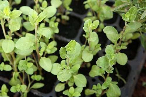 za'atar plants