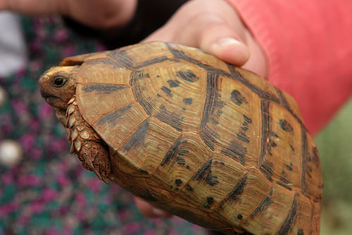 turtle wandering n za'atar field