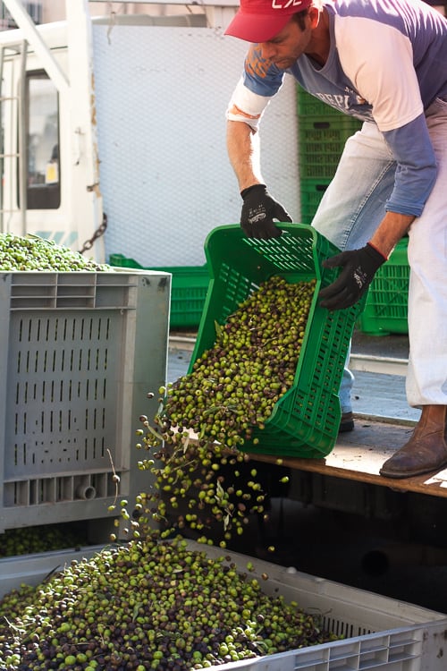 Olives in Sicily