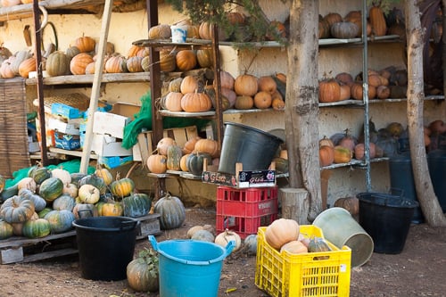 squash in Sicily