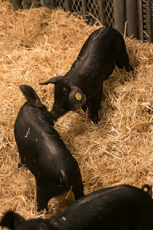 Salon de l'Agriculture in Paris