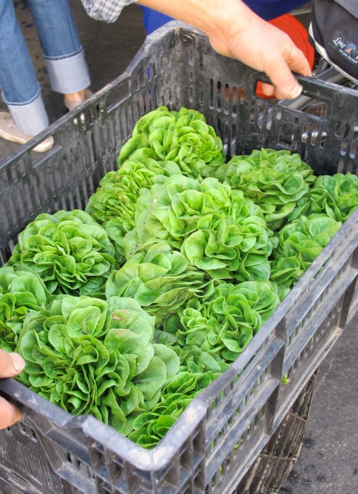 Lettuce at Hollywood Farmer's Market