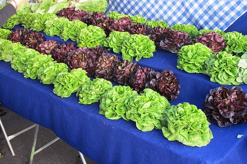 market lettuce at Hollywood Farmers Market