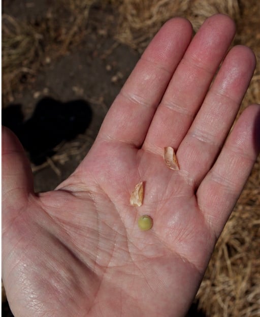 lentil farm in Sicily