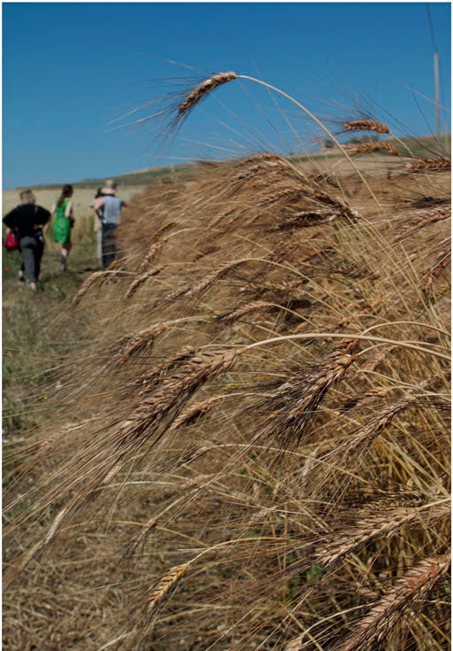 wheat field in Sicily