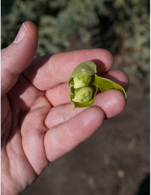 green chickpea from Sicily