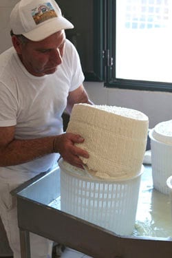 pecorino turning 1