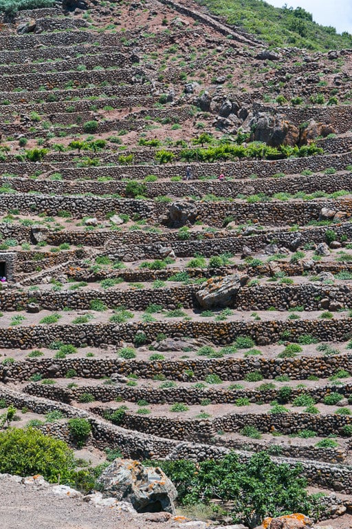 Pantelleria Capers, in Sicily