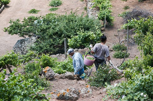 Pantelleria Capers, in Sicily