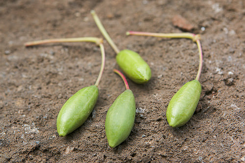 Pantelleria Capers, in Sicily