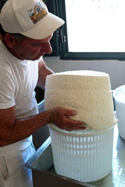 pecorino turning 3