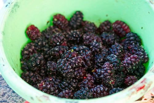 mulberries