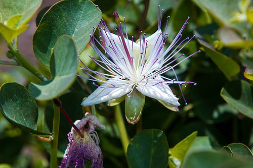 Pantelleria Capers, in Sicily