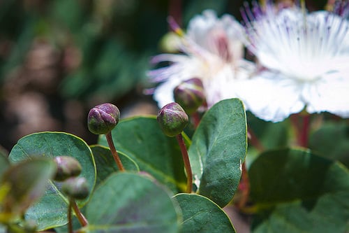 Pantelleria Capers, in Sicily