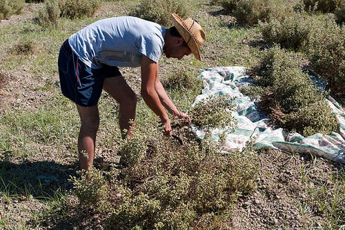 oregano harvest