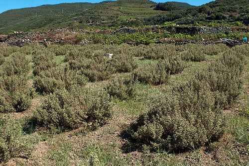 oregano field