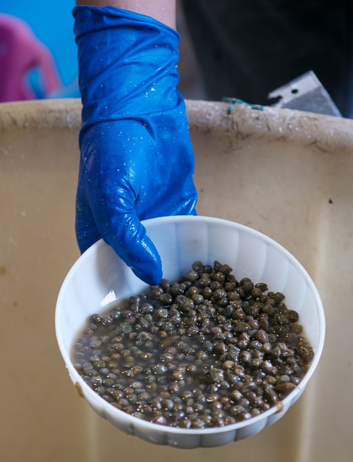 Pantelleria Capers, in Sicily