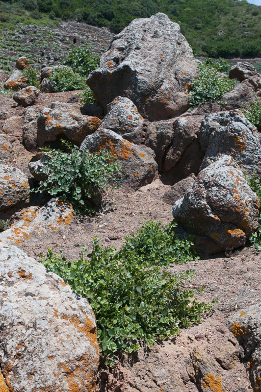 Pantelleria Capers, in Sicily