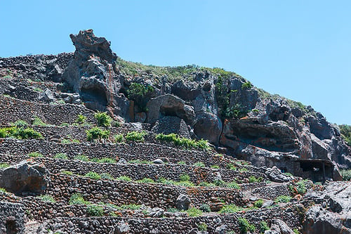 Pantelleria Capers, in Sicily