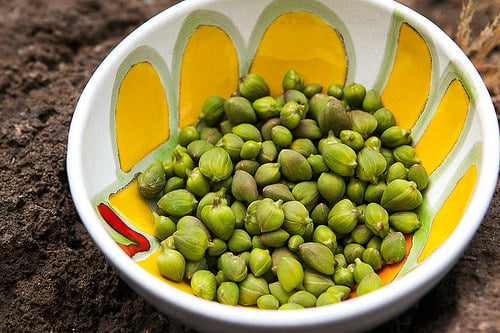 Pantelleria Capers, in Sicily