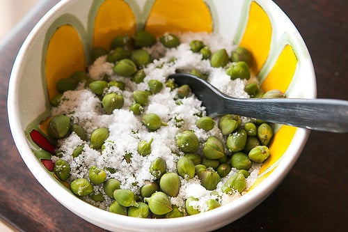 Pantelleria Capers, in Sicily