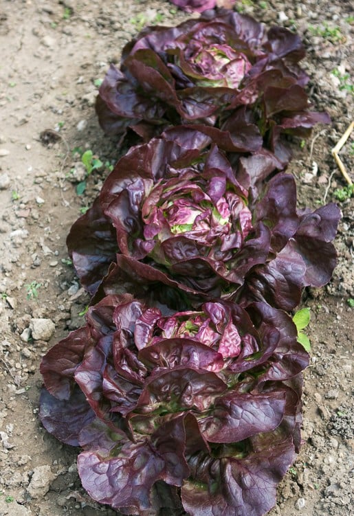 Garden at Versailles - Lettuce