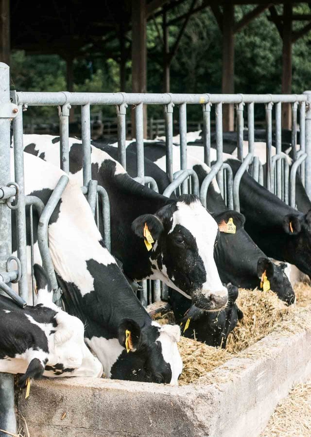 La Ferme de Viltain cows