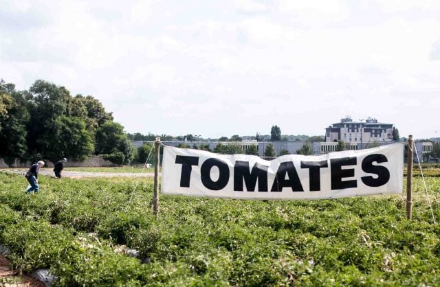 La Ferme de Viltain tomato picking